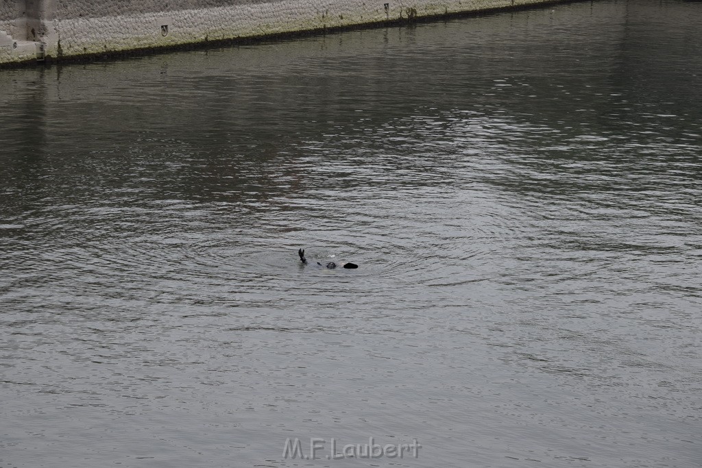 PRhein Koeln Innenstadt Rheinauhafen P067.JPG - Miklos Laubert